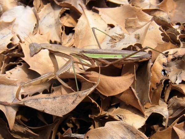 カマキリ カマキリ