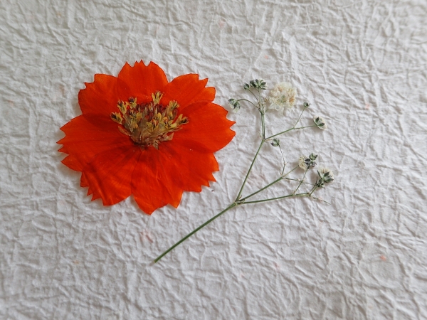 自然史_押し花