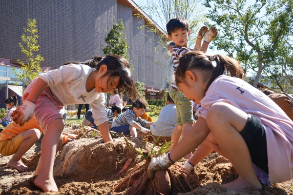 2022イモ収穫 2022イモ収穫