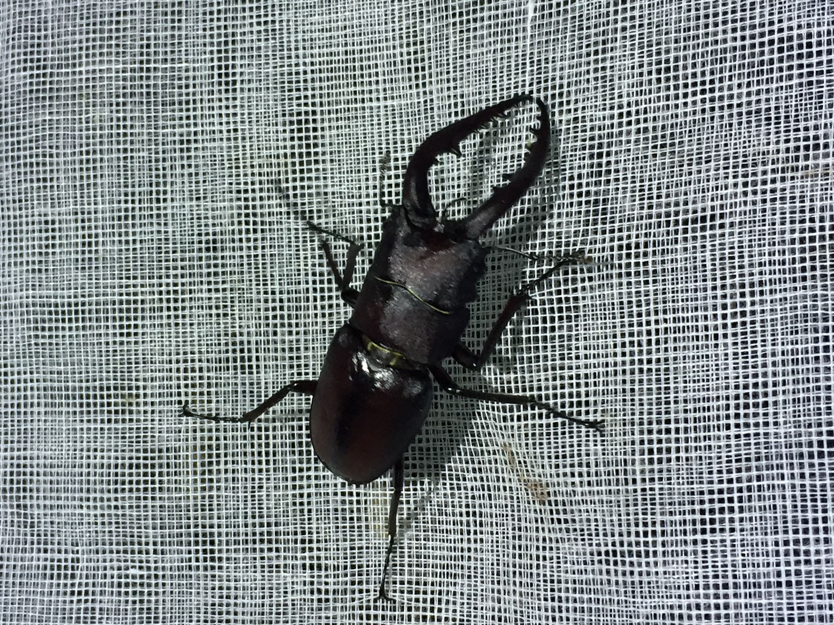 昆虫採集ライトトラップ