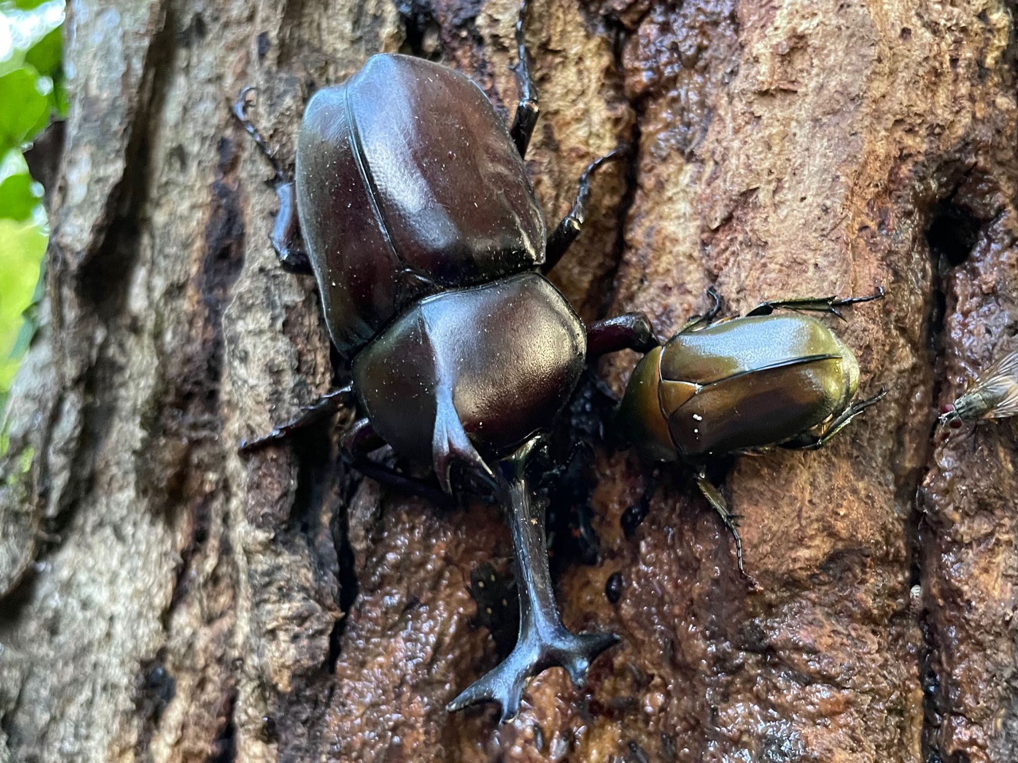 昆虫採集樹液250513