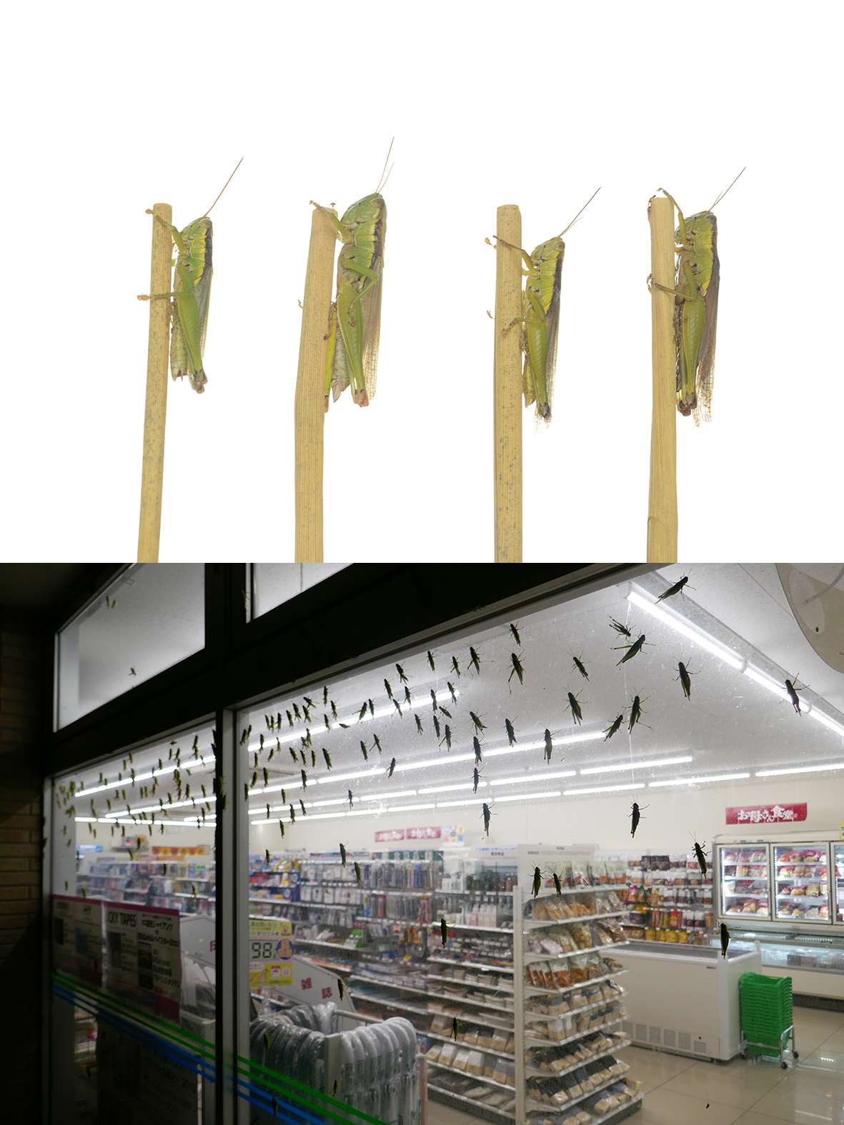 ビブリオ自然イナゴ
