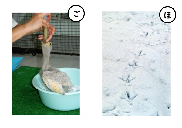 トキかるた_2枚