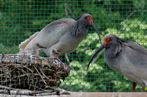 飼育員さんに、トキのことを教えてもらおう