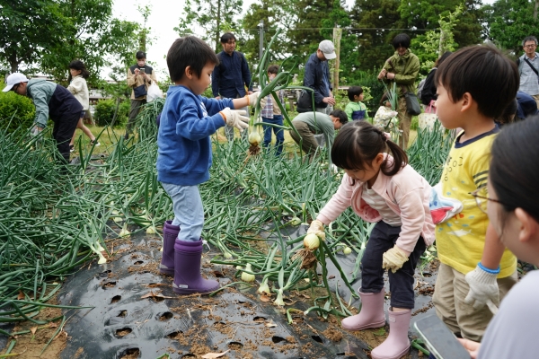 2025タマネギ収穫